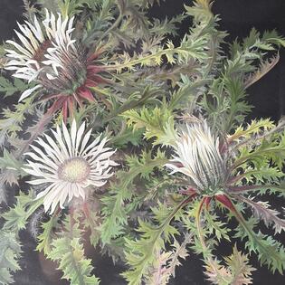 Gem&auml;lde einer Silberdistel