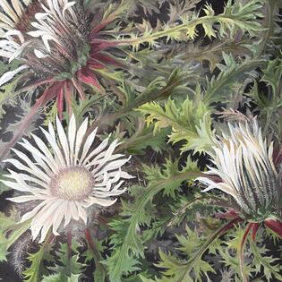 Gem&auml;lde einer Silberdistel