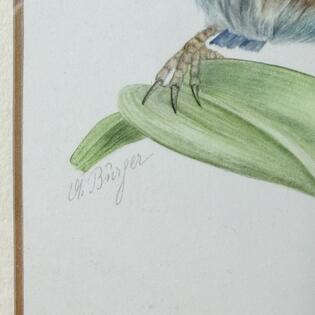 Aquarell &bdquo;Chinesische Nachtigall&ldquo;