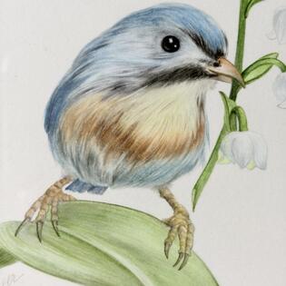 Aquarell &bdquo;Chinesische Nachtigall&ldquo;